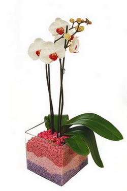  istanbul iin sevgilime en gzel hediye iek ve doru yerdesiniz  tek dal cam yada mika vazo ierisinde orkide