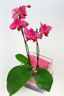  istanbul iek siparii firmamzdan  tek dal cam yada mika vazo ierisinde orkide