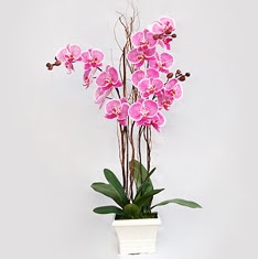  istanbul bahelievler iek online iek siparii  2 adet orkide - 2 dal orkide