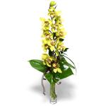  stanbul mraniye ieki telefonlar 0 - 212 - 2111508  cam vazo ierisinde tek dal canli orkide