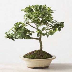ithal bonsai saksi iegi  istanbul ili iinde muhteem ve etkili hediyelikler 