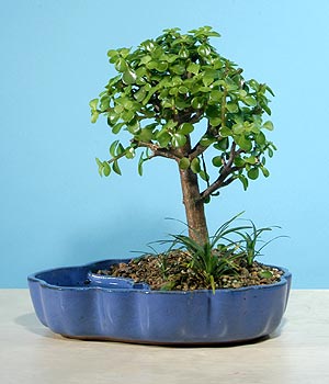 ithal bonsai saksi iegi  istanbul esenler online ieki , iek siparii 