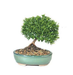ithal bonsai saksi iegi  istanbul bahelievler iek online iek siparii 