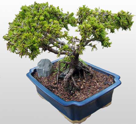 ithal bonsai saksi iegi  istanbul iek siparii firmamzdan 