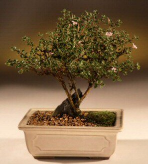 ithal bonsai saksi iegi  istanbul 14 ubat sevgililer gn iek siparii verin mutlu edin 