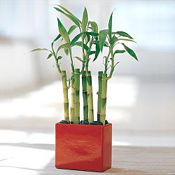 Lucky Bamboo sans melegi iegi  iek sitemizden yeliksiz online sipari verebilirsiniz 