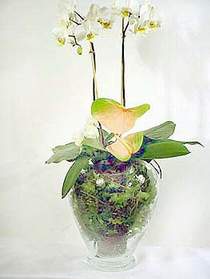  stanbul tuzla iek yollayarak sevdiklerinizi martn  Cam yada mika vazoda zel orkideler