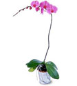  istanbul bahelievler iek online iek siparii  Orkide ithal kaliteli orkide 