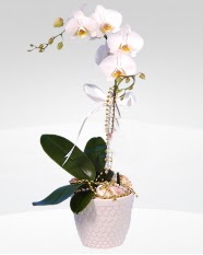 1 dall orkide saks iei  istanbul anneler gn iek yollamak iin doru yerdesiniz satn al demeniz kafi 