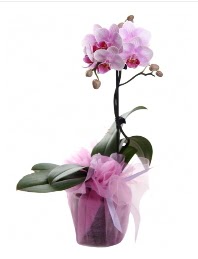 1 dal pembe orkide saks iei  yurt d iek siparii vermek iin doru yerdesiniz. Bizi arayn 0 - 216 - 3860018 