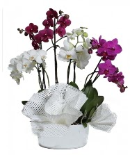 4 dal mor orkide 2 dal beyaz orkide  istanbul kkekmece iekileri iinde lider ieki firmamz sizler sayesinde bymektedir 