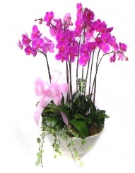 9 dal orkide saks iei  istanbul iek sat sitemizden 
