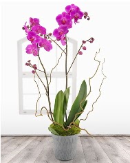 2 dall mor orkide saks iei  stanbul Kadky nternetten iek siparii verebilirsiniz. 