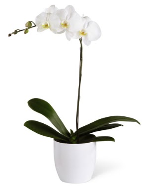 1 dall beyaz orkide  istanbul karaky anadolu ve avrupa yakas hzl kaliteli ieki dkkan 