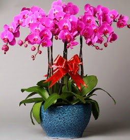7 dall mor orkide  istanbul ili iinde muhteem ve etkili hediyelikler 