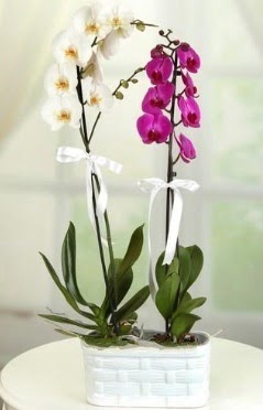 1 mor 1 dal beyaz thal orkide sepet ierisinde  istanbul 14 ubat sevgililer gn iek siparii verin mutlu edin 