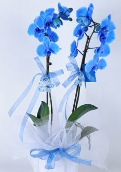 2 dall mavi orkide  istanbul avclar yurtii ve yurtd iek siparii 