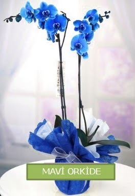 2 dall mavi orkide  istanbul esenler online ieki , iek siparii 
