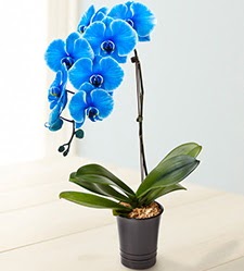 1 dall sper esiz mavi orkide  istanbul 14 ubat sevgililer gn iek siparii verin mutlu edin 