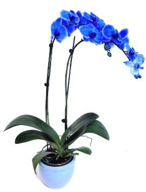 Seramikli 2 dall sper esiz mavi orkide  istanbul avclar iekiler sitemizden sizlere zel 