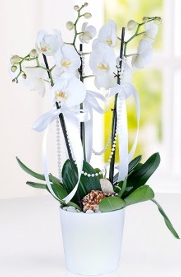 3 dall beyaz orkide  istanbul pendik iek ve pasta sat grsel hediyelik sunar 0 - 216 - 3860018