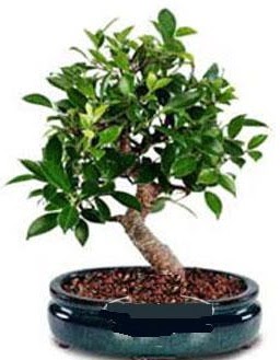 5 yanda japon aac bonsai bitkisi  istanbul kkekmece iekileri iinde lider ieki firmamz sizler sayesinde bymektedir 