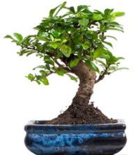5 yanda japon aac bonsai bitkisi  stanbul tuzla iek yollayarak sevdiklerinizi martn 