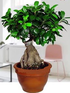 5 yanda japon aac bonsai bitkisi  istanbul mraniye iek maazas , ieki adresleri 