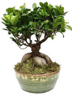 Japon aac bonsai saks bitkisi  stanbul mraniye ieki telefonlar 0 - 212 - 2111508 