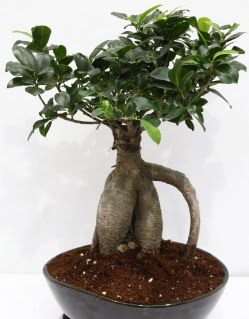 Japon aac bonsai saks bitkisi  istanbul pendik iek ve pasta sat grsel hediyelik sunar 0 - 216 - 3860018