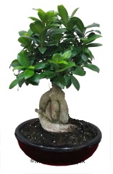 Japon aac bonsai saks bitkisi  stanbul Kadky nternetten iek siparii verebilirsiniz. 