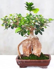 Japon aac bonsai saks bitkisi  stanbul Kadky nternetten iek siparii verebilirsiniz. 