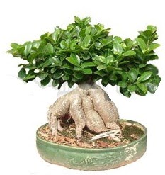 Japon aac bonsai saks bitkisi  stanbul skdar iek gnderme firmas 