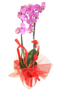 2 dall mor orkide bitkisi  stanbul tuzla iek yollayarak sevdiklerinizi martn 