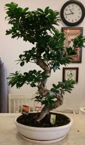 100 cm yksekliinde dev bonsai japon aac  stanbul mraniye ieki telefonlar 0 - 212 - 2111508 