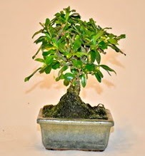 Zelco bonsai saks bitkisi  istanbul avclar iekiler sitemizden sizlere zel 