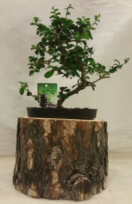Doal ktk iinde bonsai japon aac  stanbul mraniye ieki telefonlar 0 - 212 - 2111508 