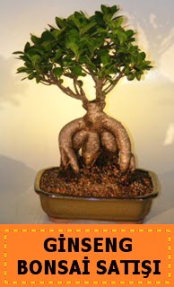 Ginseng bonsai sat japon aac  istanbul skdar iekileri firmamz kaliteli taze ve ucuz iekler sunar 