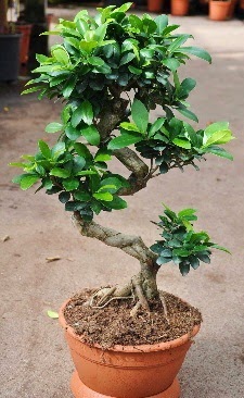 Orta boy bonsai saks bitkisi  istanbul saryer iek yolla , iek gnder , ieki  