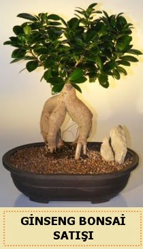 thal Ginseng bonsai sat japon aac  istanbul kadky gvenli kaliteli hzl iek 