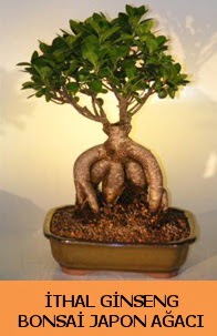 thal japon aac ginseng bonsai sat  stanbul mraniye ieki telefonlar 0 - 212 - 2111508 