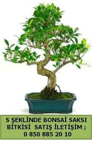 thal S eklinde dal erilii bonsai sat  stanbul skdar iek gnderme firmas 