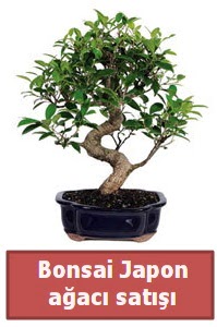 Japon aac bonsai sat  istanbul kadky gvenli kaliteli hzl iek 