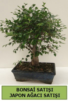 Minyatr bonsai japon aac sat  stanbul beikta her semtine iek gnderin 
