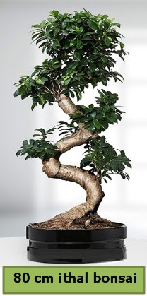 80 cm zel saksda bonsai bitkisi  stanbul beikta pasta ,iek ve tatl gnderme firmas 
