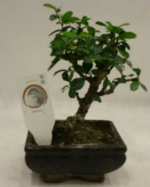 Kk minyatr bonsai japon aac  stanbul skdar iek gnderme firmas 
