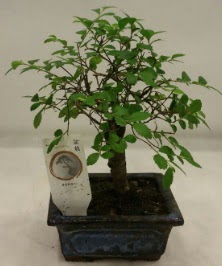 Minyatr ithal japon aac bonsai bitkisi  stanbul tuzla iek yollayarak sevdiklerinizi martn 