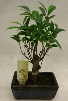 Japon aac bonsai bitkisi sat  stanbul beikta pasta ,iek ve tatl gnderme firmas 