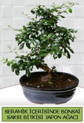 Seramik vazoda bonsai japon aac bitkisi  istanbul kadky gvenli kaliteli hzl iek 