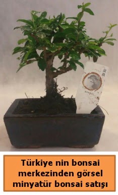 Japon aac bonsai sat ithal grsel  istanbul pendik iek ve pasta sat grsel hediyelik sunar 0 - 216 - 3860018